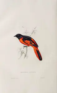Gould, Elizabeth (Lithographer). Phenicornis Princeps, circa 1832 | Lithograph
