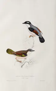 Gould, Elizabeth (Lithographer). Lanius Erythropterus, circa 1832 | Lithograph