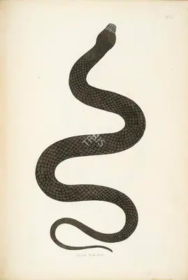Skelton, William (Engraver). Karoo Bokadam, circa 1796 | Engraving