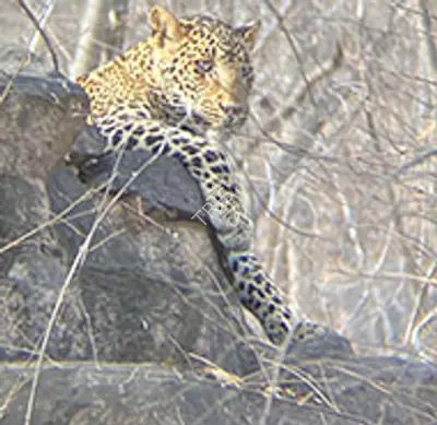 Ranthambore
