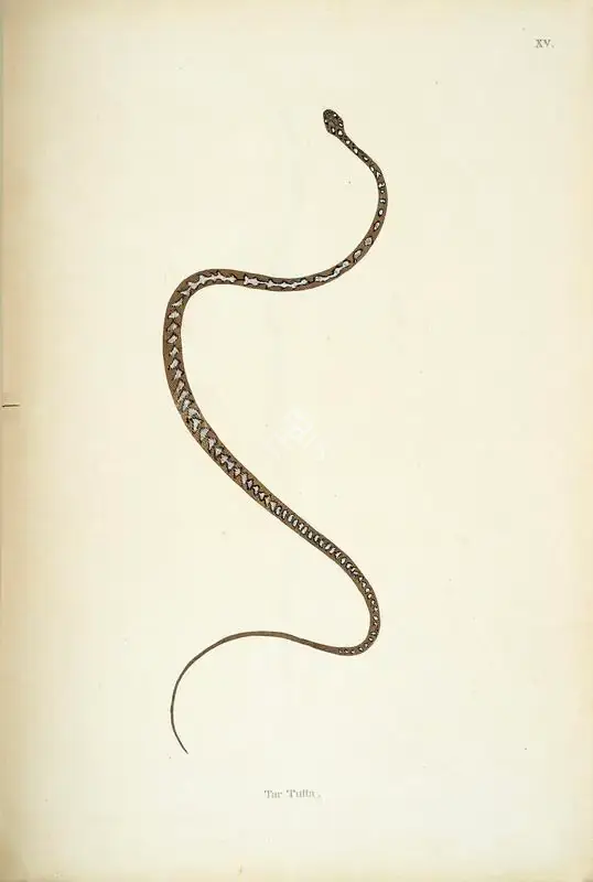 William Skelton (Engraver), Tar Tutta, 1796, Engraving