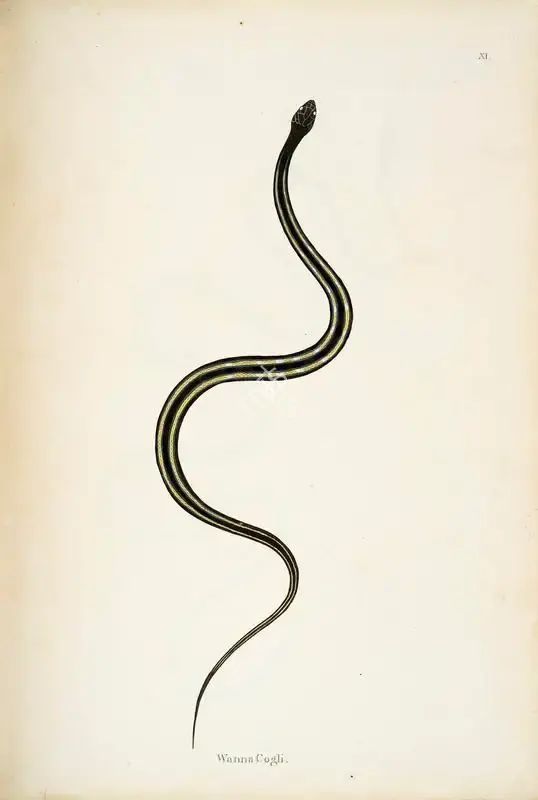 William Skelton (Engraver), Wanna Cogli, 1796, Engraving