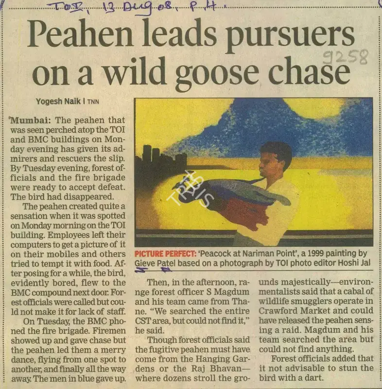 Yogesh Naik (Writer), Peahen Leads Pursuers On a Wild Goose Chase, 2008, Newspaper Clipping