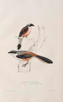 Elizabeth Gould (Lithographer), Collurio Hardwickii | Collurio Erythronotus, 1832, Lithograph
