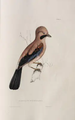 Elizabeth Gould (Lithographer), Garrulus Bispecularis, 1832, Lithograph