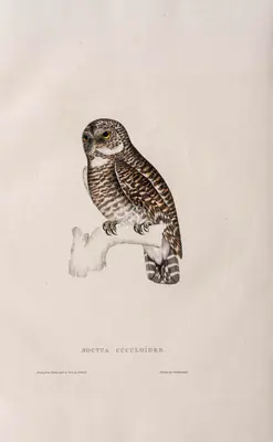 Elizabeth Gould (Lithographer), Noctua Cuculoides, 1832, Lithograph