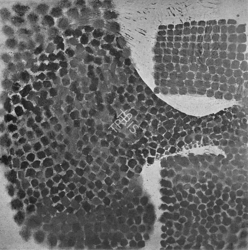 Victor Pasmore (Artist), Black Development, 1963, Painting