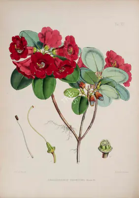 Walter Hood Fitch (Lithographer), Rhododendron Thomsoni, 1796, Lithograph