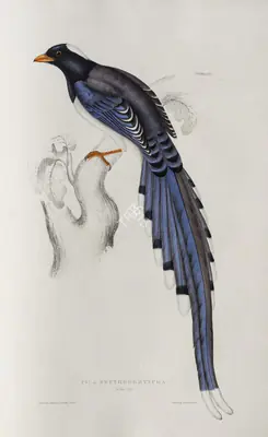 Elizabeth Gould (Lithographer), Pica Erythrorhyncha, 1832, Lithograph