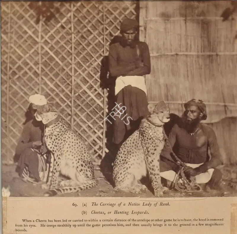 Eugene Clutterbuck Impey (Photographer), Cheetas, or Hunting Leopards, Rajasthan, Antiquarian Photograph