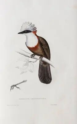 Elizabeth Gould (Lithographer), Cinclosoma Leucolophum, 1832, Lithograph