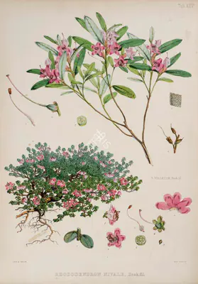 Walter Hood Fitch (Lithographer), Rhododendron Virgatum | Rhododendron Nivale, 1796, Lithograph