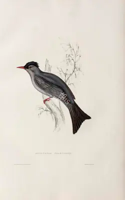 Elizabeth Gould (Lithographer), Hypsipetes Psaroides, 1832, Lithograph