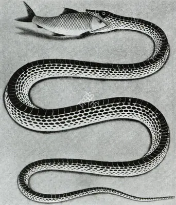 Unknown (Artist), Snake with Fish, 1860, Graphic Art