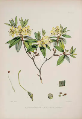 Walter Hood Fitch (Lithographer), Rhododendron Triflorum, 1796, Lithograph