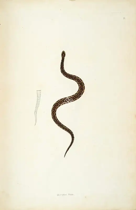 William Skelton (Engraver), Horatta Pam, 1796, Engraving