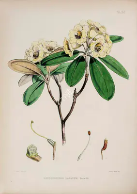 Walter Hood Fitch (Lithographer), Rhododendron Lanatum, 1796, Lithograph