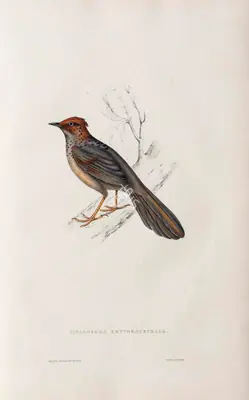 Elizabeth Gould (Lithographer), Cinclosoma Erythrocephalum, 1832, Lithograph