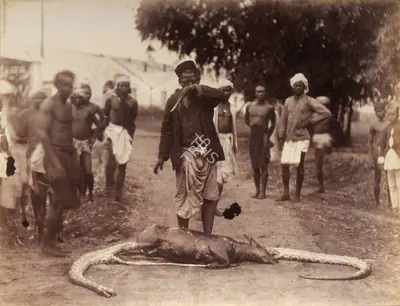 Unknown (Photographer), Villagers taking out the dead animal from the stomach of python, Kalimpore, 1890, Antiquarian Photograph