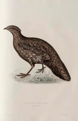 Elizabeth Gould (Lithographer), Tragopan Hastingsii, 1832, Lithograph