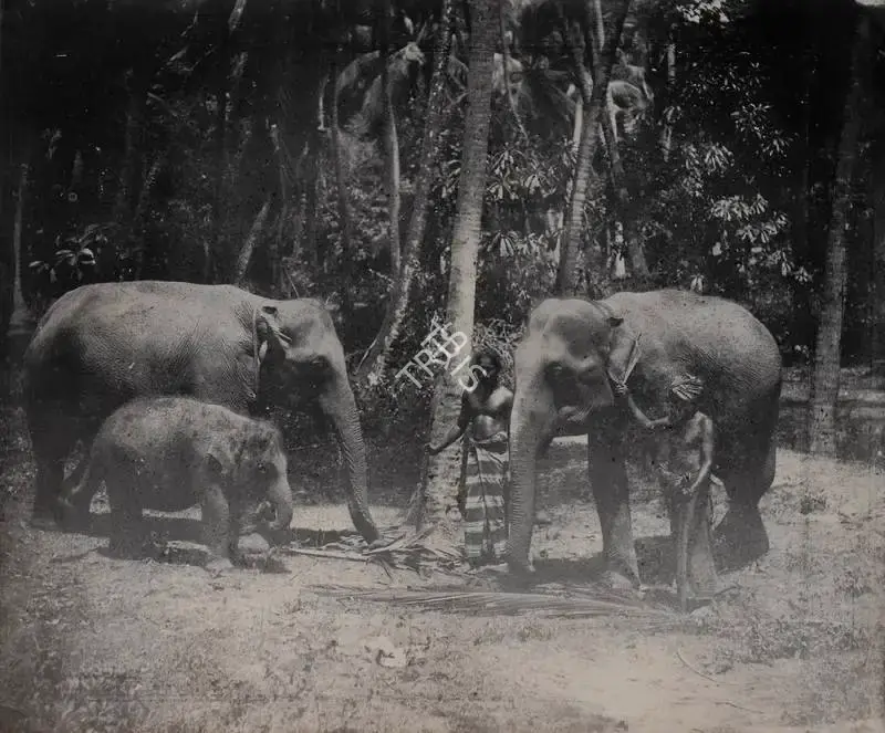 Unknown (Photographer), Elephants, 1901, Antiquarian Photograph