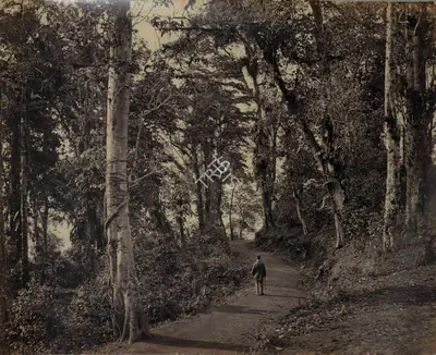 Samuel Bourne (Photographer), A Pleasant wall near Ju Krai - Darjeeling, 1865, Antiquarian Photograph