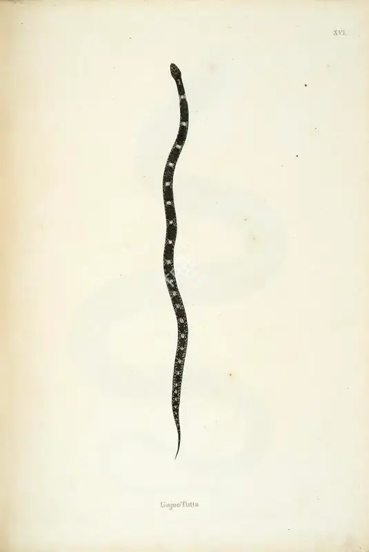 William Skelton (Engraver), Gajoo Tutta, 1796, Engraving