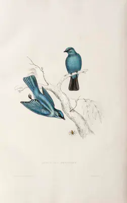 Elizabeth Gould (Lithographer), Muscicapa Melanops, 1832, Lithograph