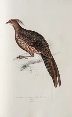 Elizabeth Gould (Lithographer), Phasianus Albo-Cristatus, 1832, Lithograph