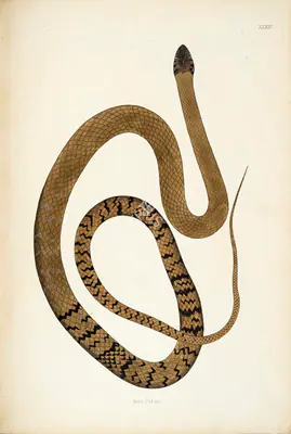 William Skelton (Engraver), Jeri Potoo, 1796, Engraving