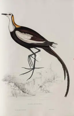 Elizabeth Gould (Lithographer), Parra Sinensis, 1832, Lithograph