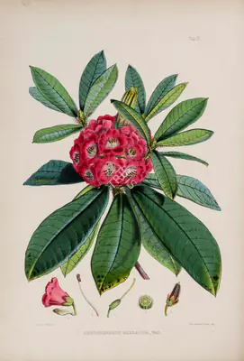 Walter Hood Fitch (Lithographer), Rhododendron Barbatum, Wall, 1796, Lithograph