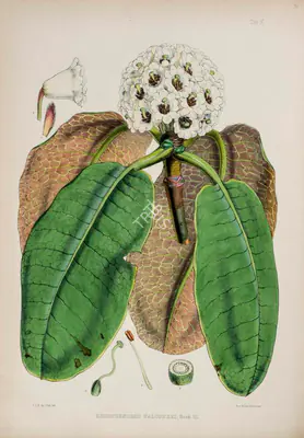Walter Hood Fitch (Lithographer), Rhododendron Falconeri, 1796, Lithograph