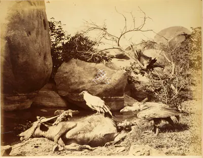 Willoughby Wallace Hooper (Photographer), Tiger Hunt, 1870, Antiquarian Photograph