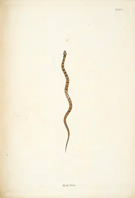William Skelton (Engraver), Katla Tutta, 1796, Engraving