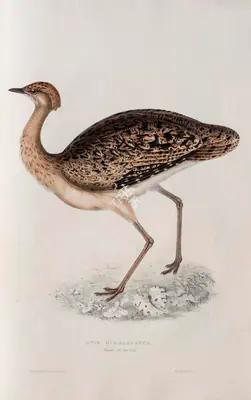 Elizabeth Gould (Lithographer), Otis Himalayanus, 1832, Lithograph