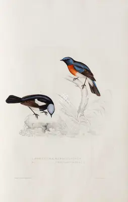 Elizabeth Gould (Lithographer), Phoenicura Rubeculoides | Phoenicura Coeruleocephala, 1832, Lithograph