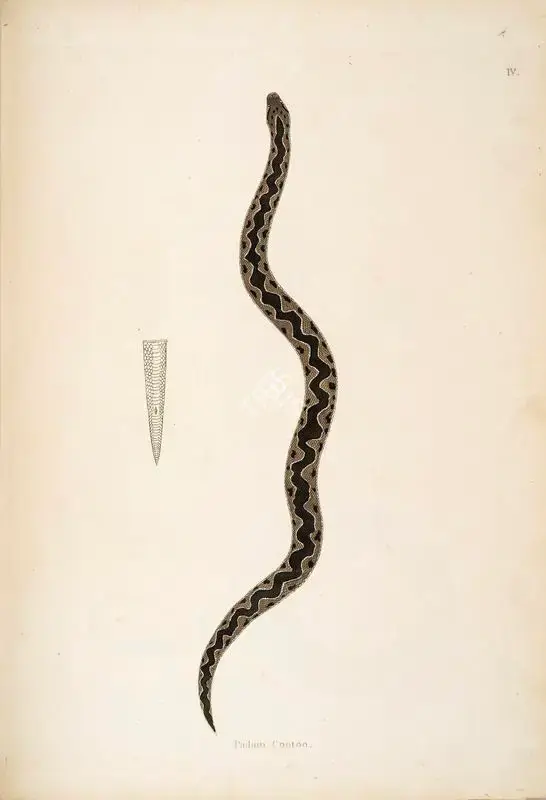 William Skelton (Engraver), Padain Cootoo, 1796, Engraving