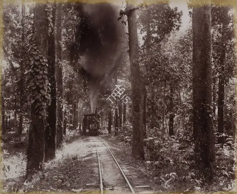 Unknown (Photographer), The Avenue - Darjiling Hill Railway (Darjeeling), 1901, Antiquarian Photograph