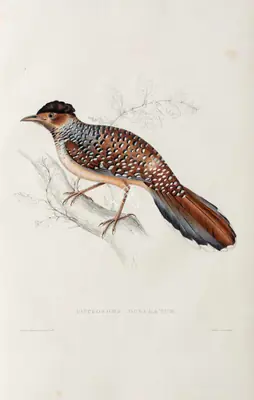 Elizabeth Gould (Lithographer), Cinclosoma Ocellatum, 1832, Lithograph