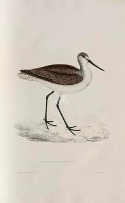 Elizabeth Gould (Lithographer), Totanus Glottoides, 1832, Lithograph