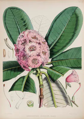 Walter Hood Fitch (Lithographer), Rhododendron Hodgsoni, 1796, Lithograph