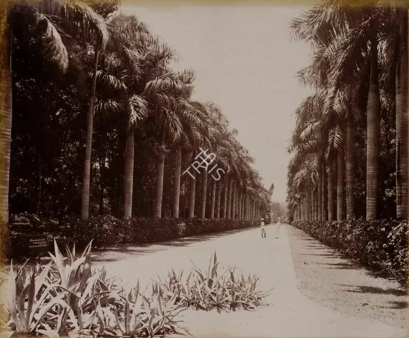 Unknown (Photographer), Palm Avenue - Botanical Gardens, 1901, Antiquarian Photograph