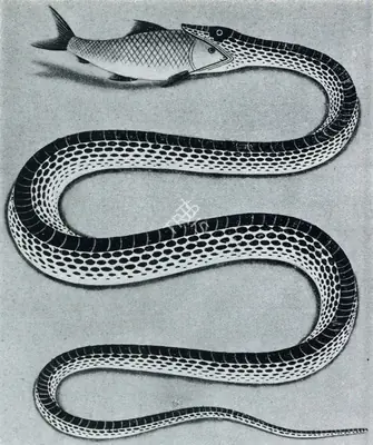 Unknown (Artist), Snake with Fish, 1860, Painting