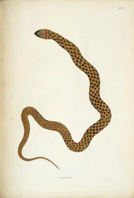 William Skelton (Engraver), Neeli Koea, 1796, Engraving