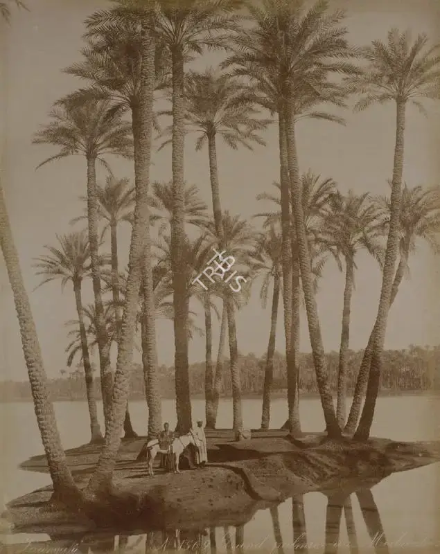 Unknown (Photographer), Grand Palm Trees at Mediterranean, 1901, Antiquarian Photograph