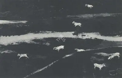 Raghu Rai (Photographer), Cows on the Run, Contemporary Photograph