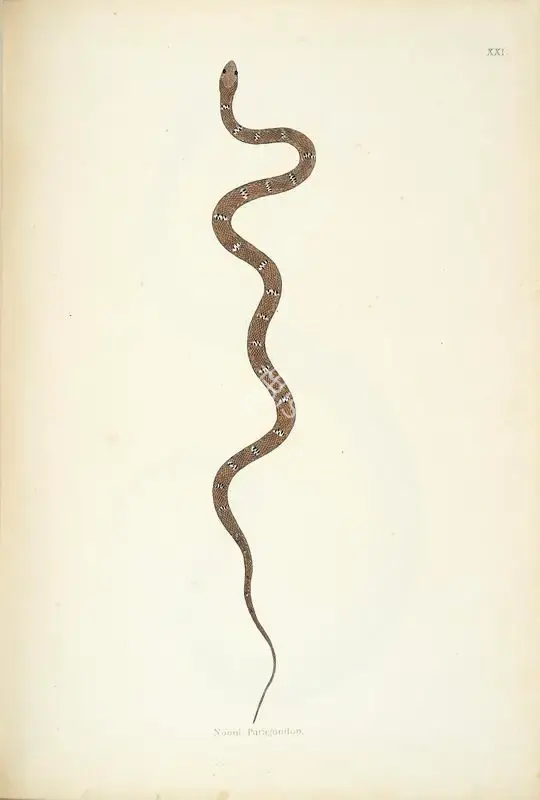 William Skelton (Engraver), Nooni Paragoodoo, 1796, Engraving
