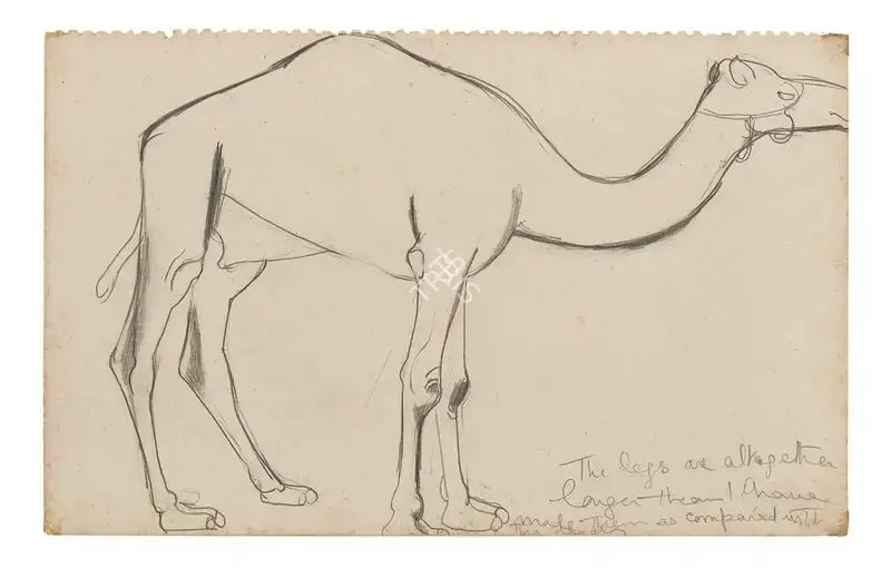 Amrita Sher-Gil (Artist), Camel, 1941, Drawing