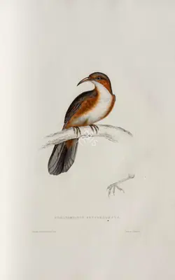Elizabeth Gould (Lithographer), Pomatorhinus Erythrogenys, 1832, Lithograph
